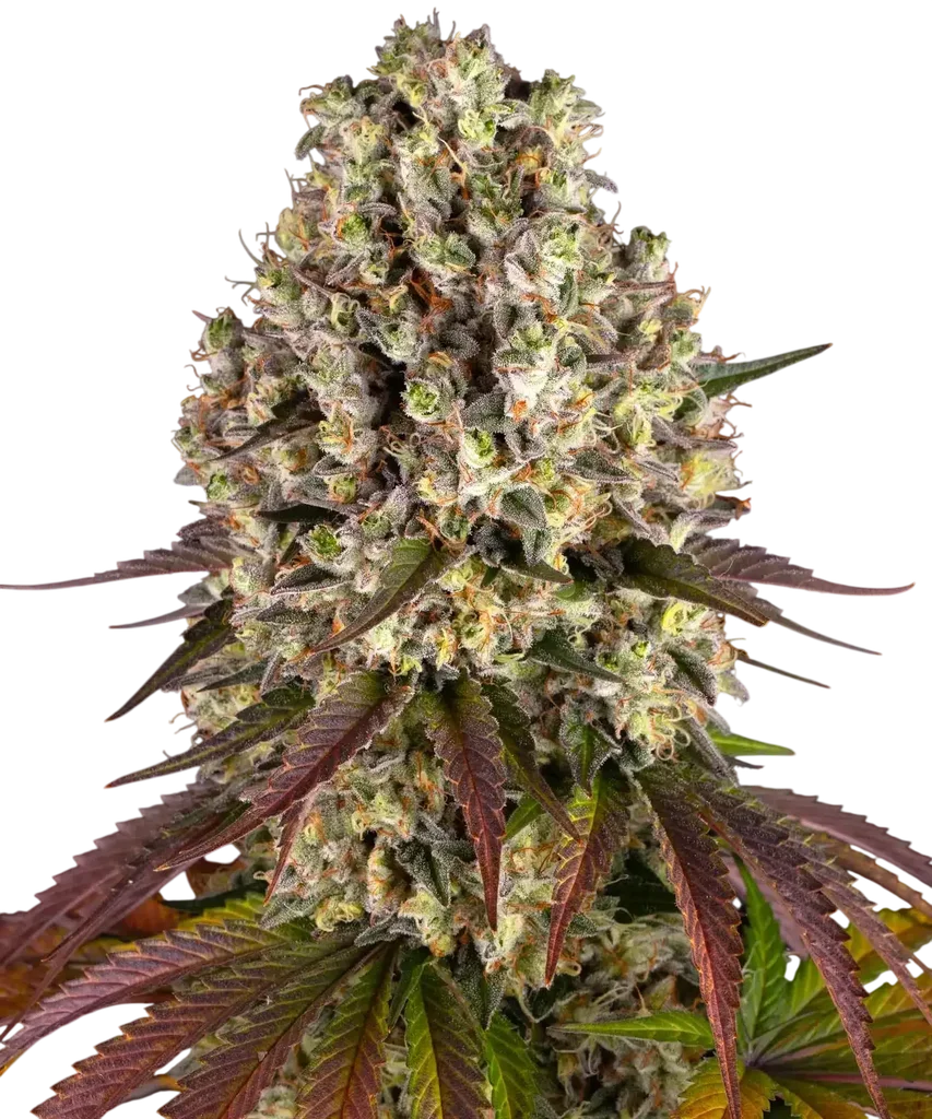 Sour Diesel – Produktansicht