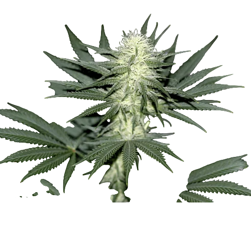 Sour Diesel – Produktansicht