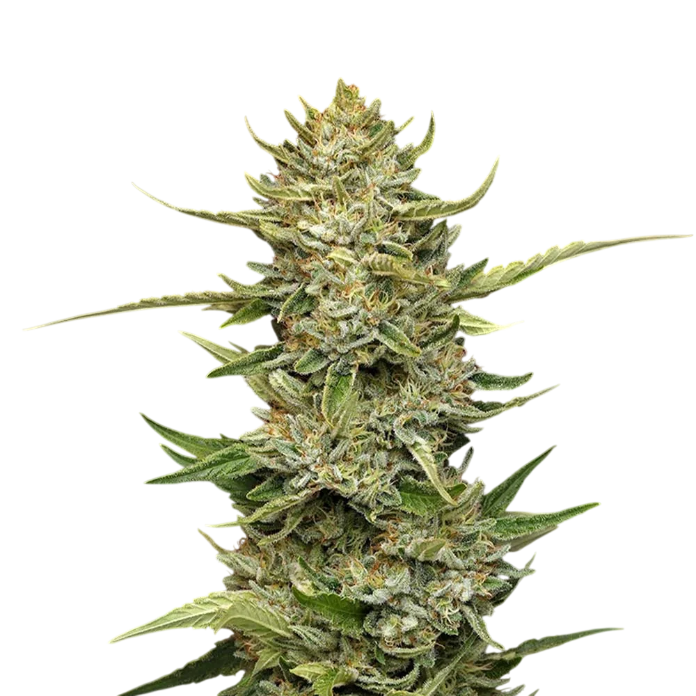 Sour Diesel Auto – Produktansicht