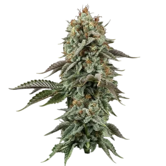 Sour Diesel – Produktansicht