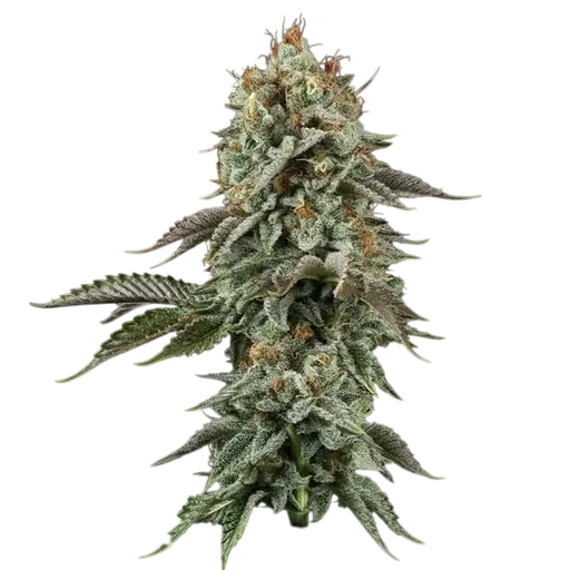 Sour Diesel