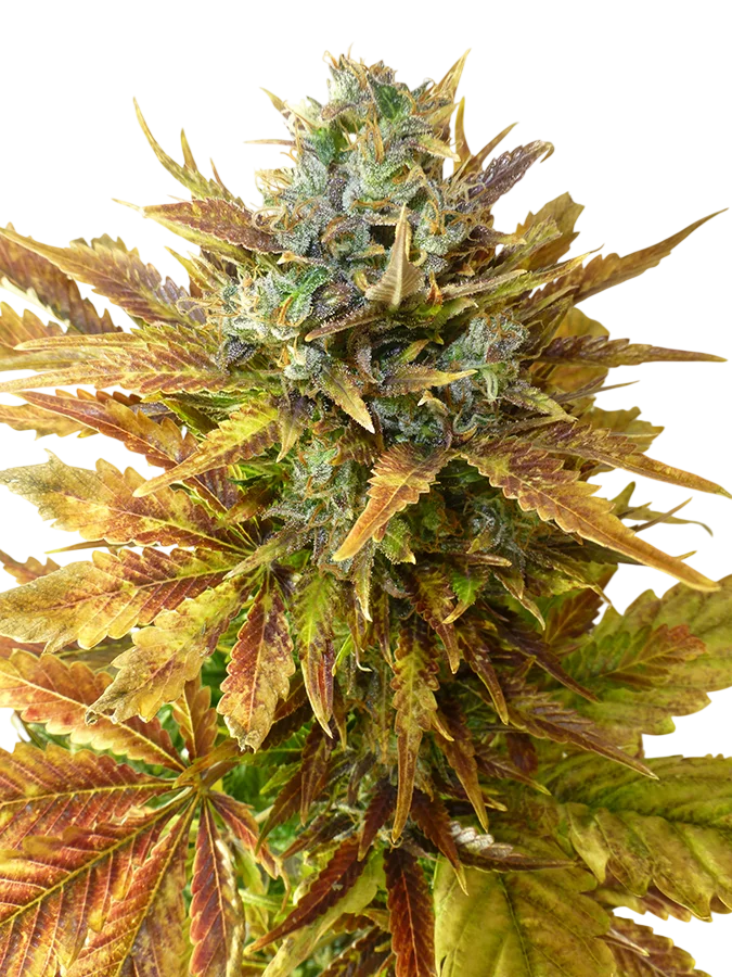 Sour Diesel Auto – Produktansicht