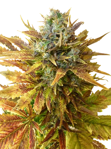 Sour Diesel Auto