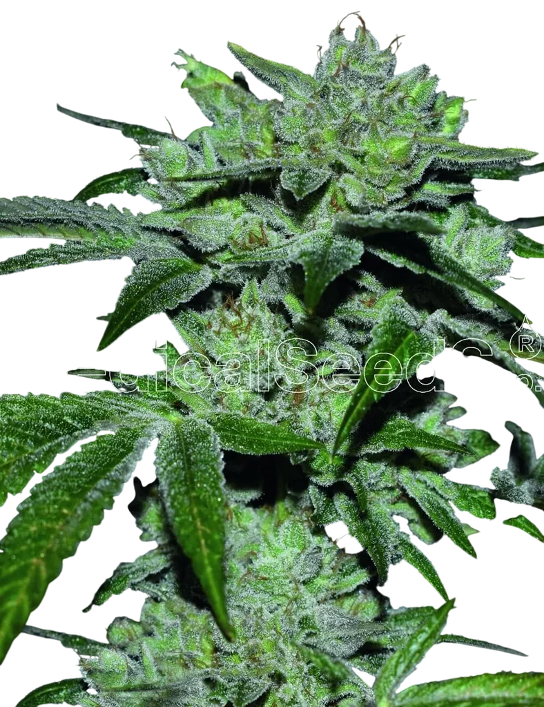 Sour Glue – Produktansicht