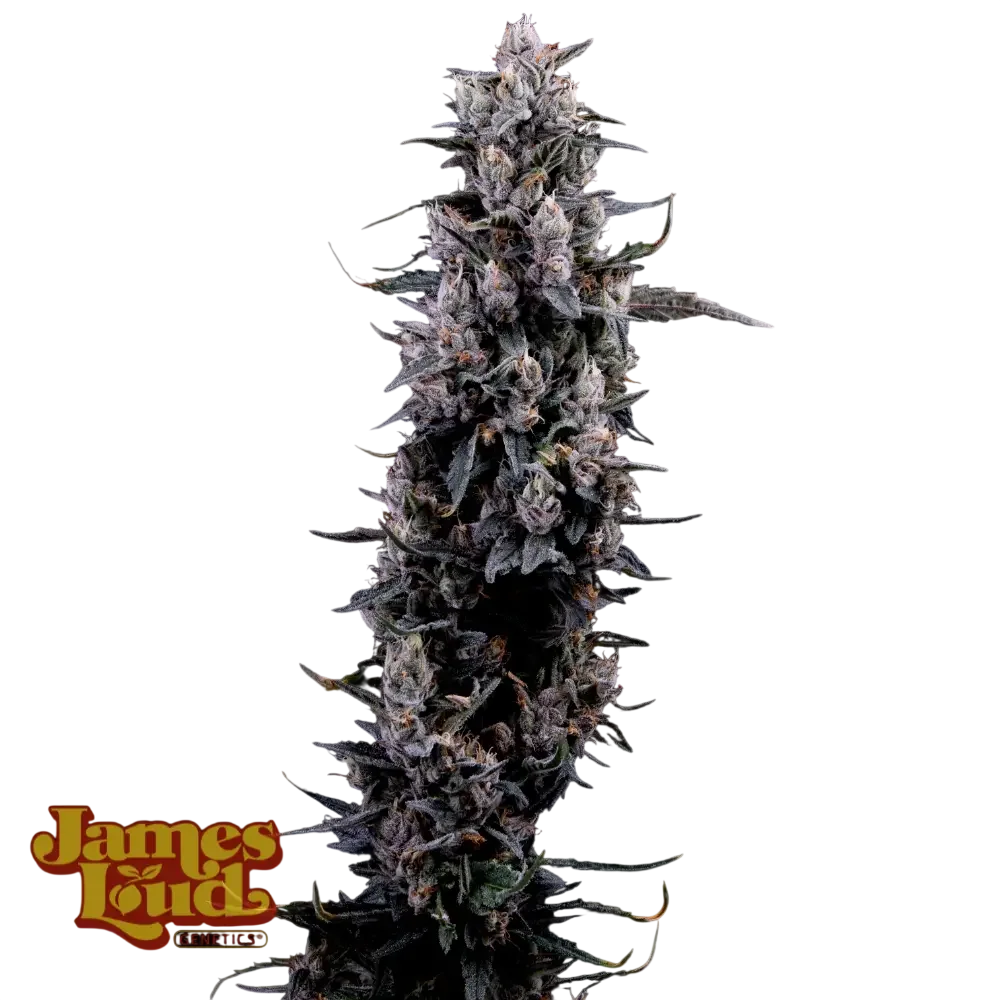Sour Grape Diesel – Produktansicht