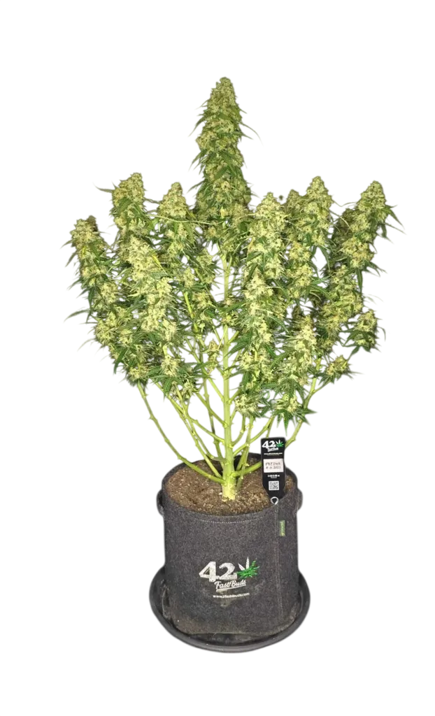 Sour Jealousy Auto | AUTOFEM | Fast Buds