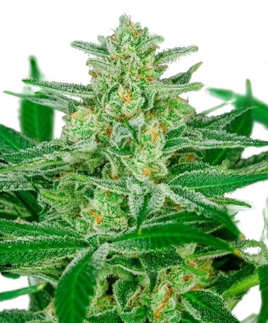 Blue Dream Auto – Produktansicht