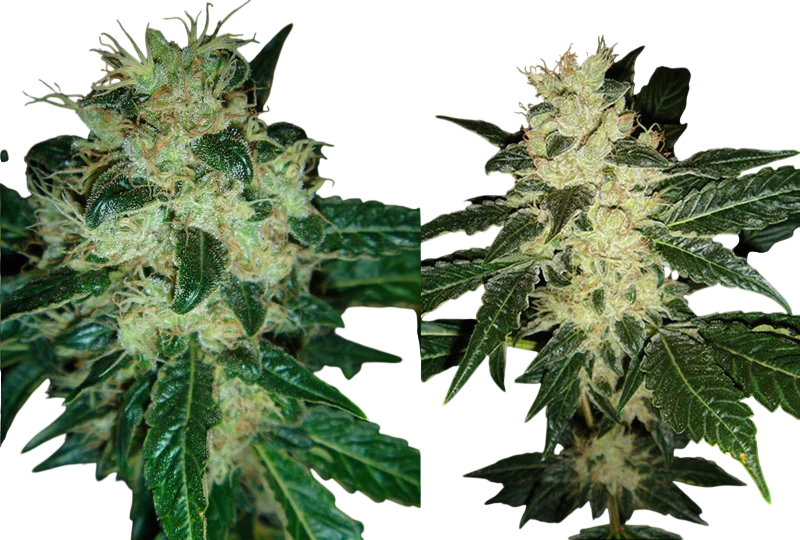 Sour P – Produktansicht
