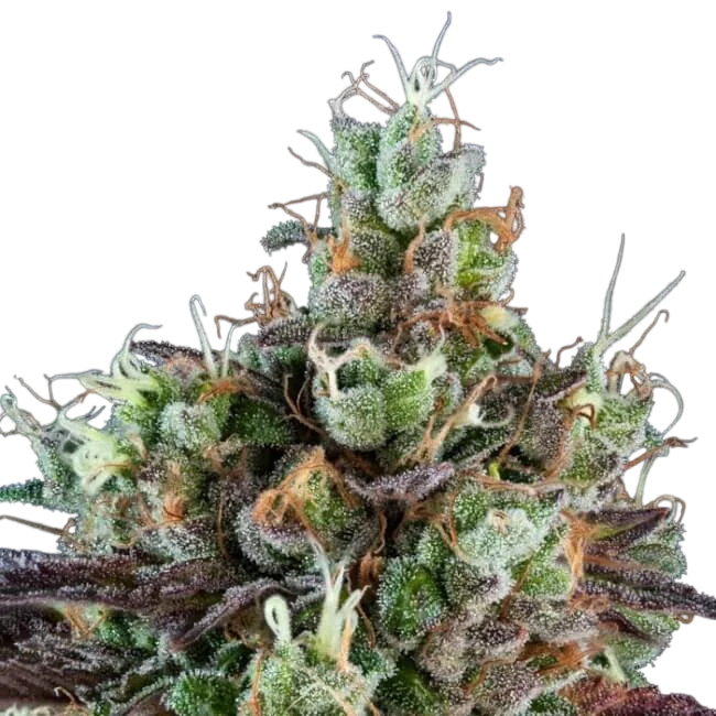 Sour Ripper Auto – Produktansicht