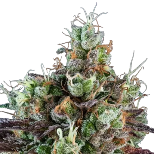 Sour Ripper Auto
