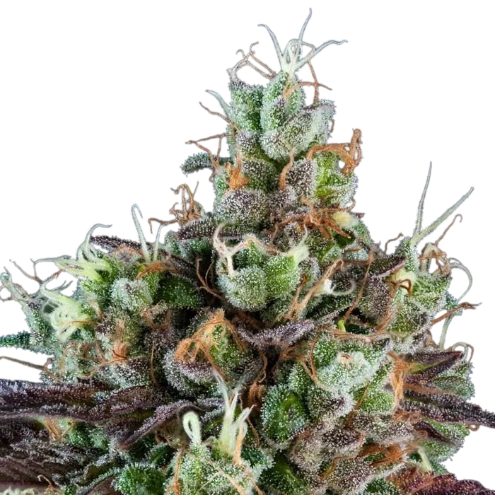 Sour Ripper – Produktansicht