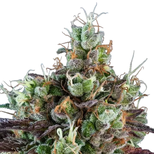 Sour Ripper