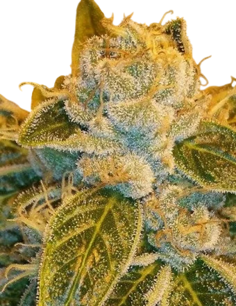 Sour Ripper