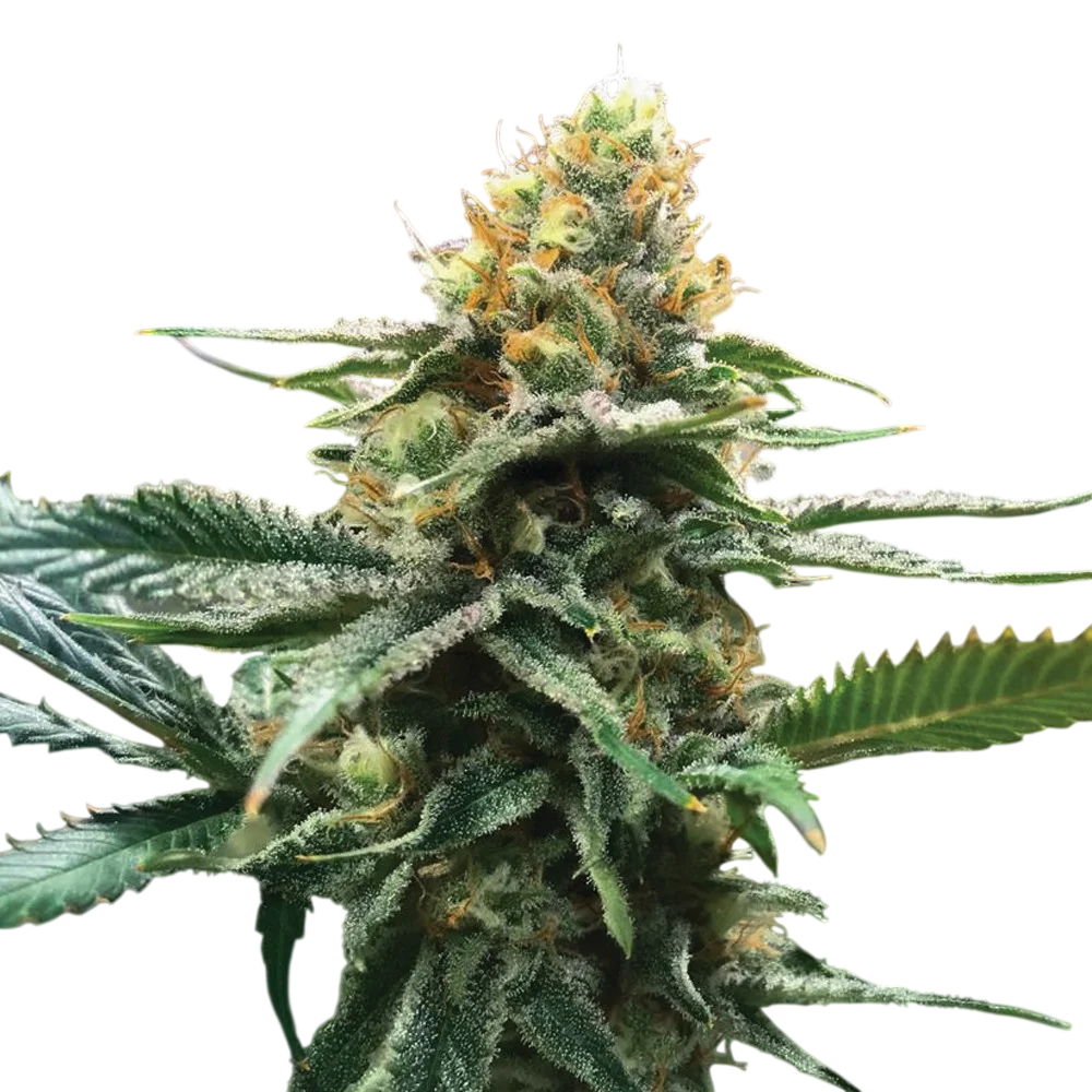 Sour Sorbet – Produktansicht