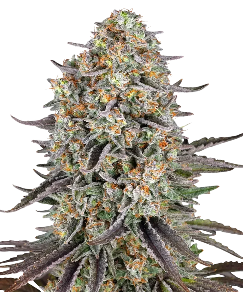Sour Strawberry – Produktansicht