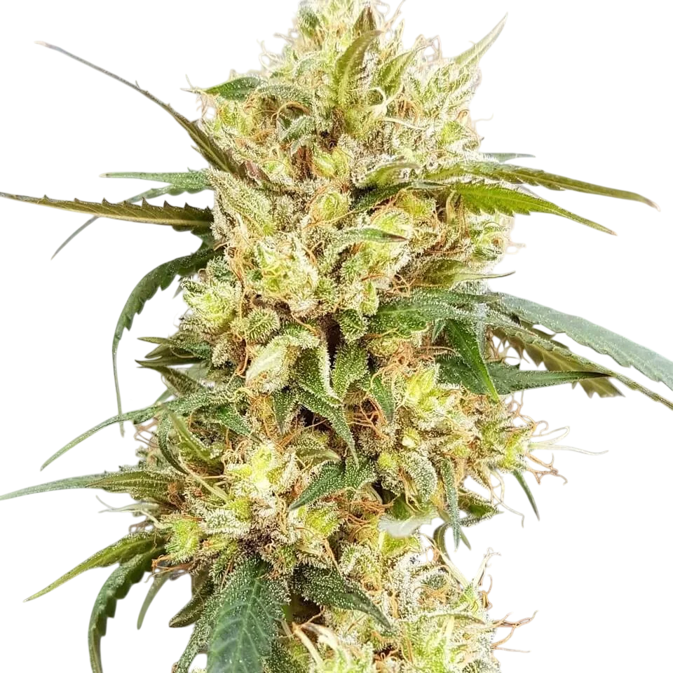 Sour Tangie – Produktansicht