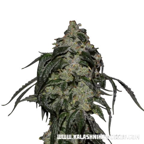 Soyuz OG Express – Produktansicht