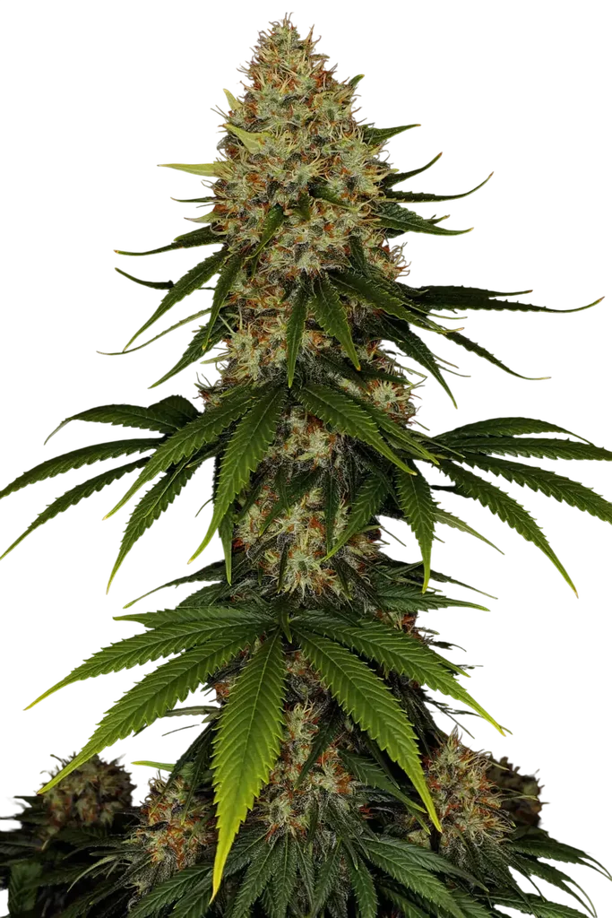 Space Cookies – Produktansicht