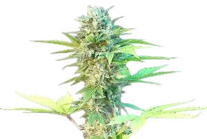 Speedy Boom (Speedy G) Auto