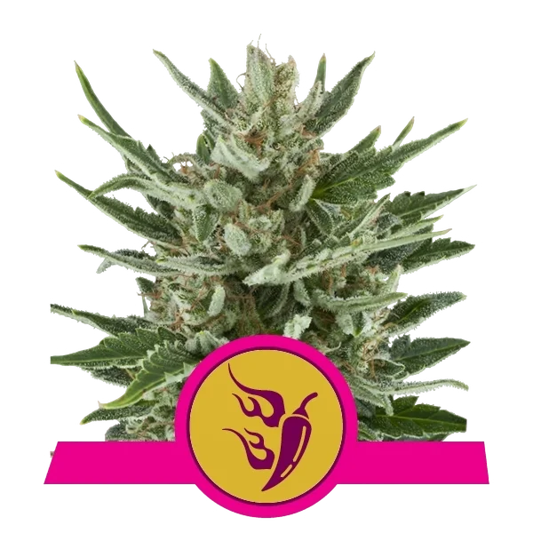 Speedy Chile FAST VERSION | PHOTOFEM | Royal Queen Seeds