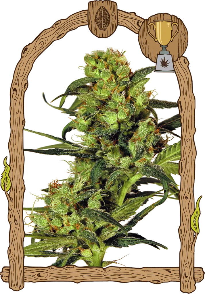 Spicy Bitch | PHOTOFEM | Exotic Seed