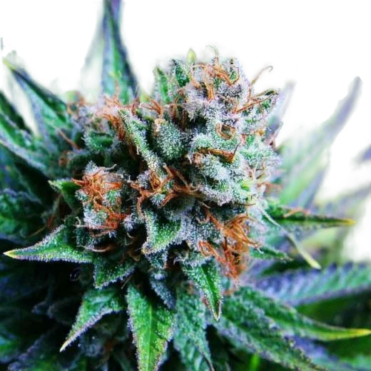 Blue Dream – Produktansicht