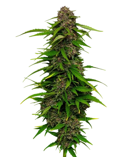 Squirt Auto