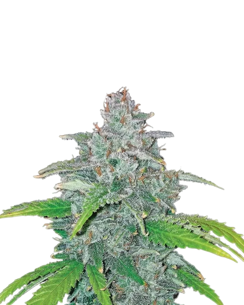 Blue Dream Auto – Produktansicht