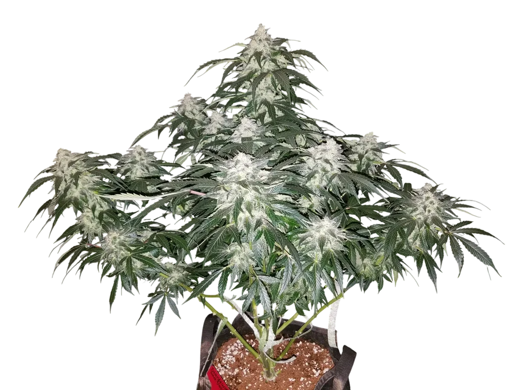 Stardawg Auto | AUTOFEM | Fast Buds