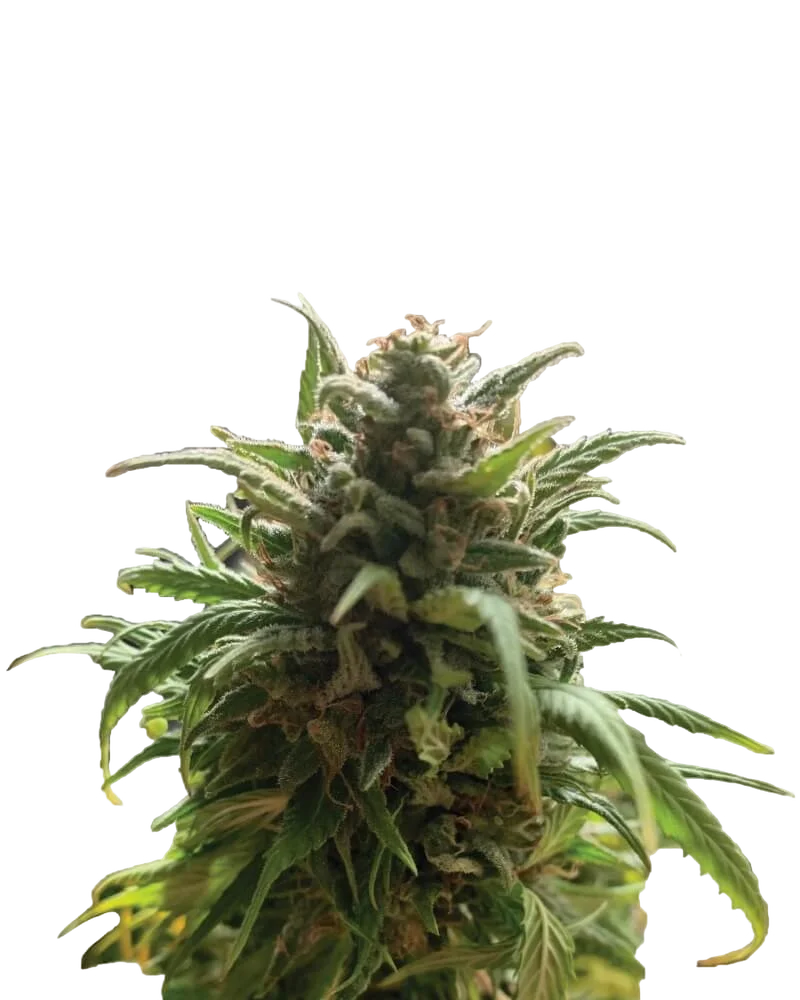 Blue Dream – Produktansicht
