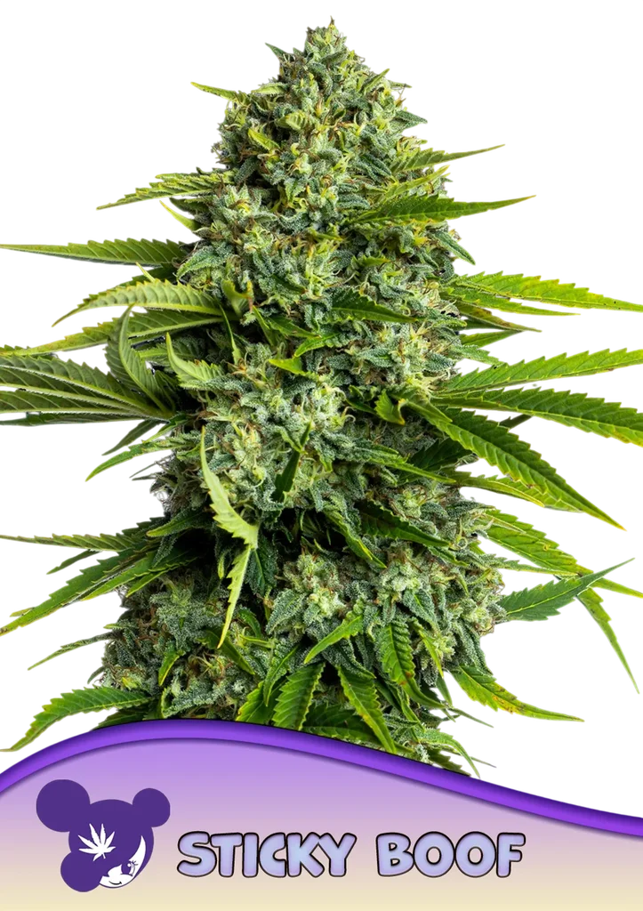 Sticky Boof – Produktansicht