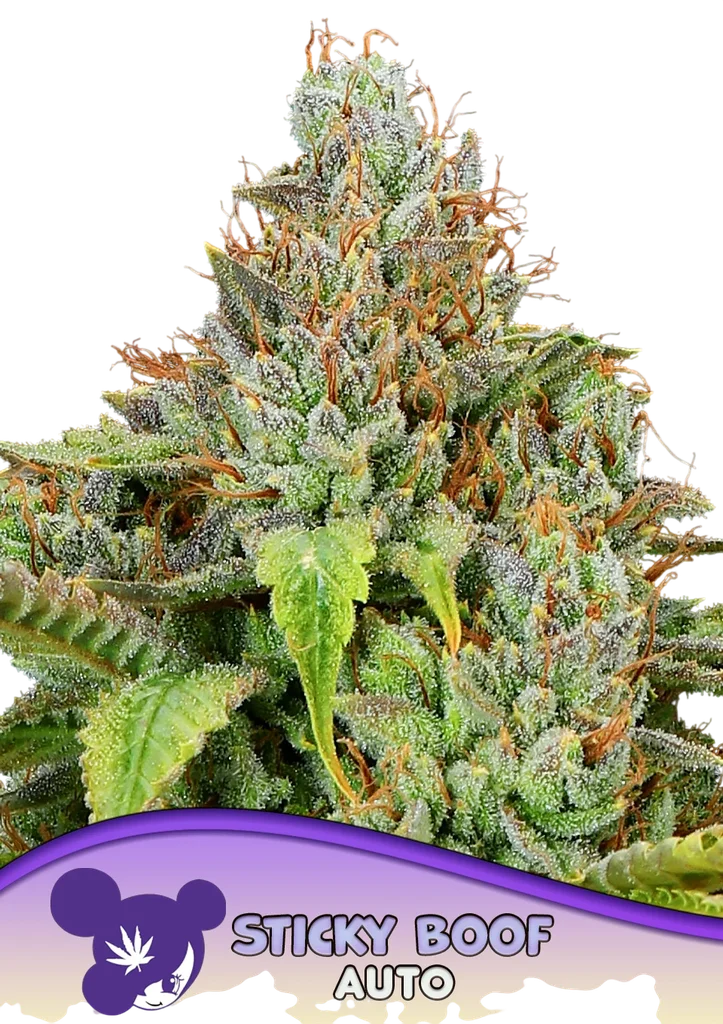 Sticky Boof Auto – Produktansicht