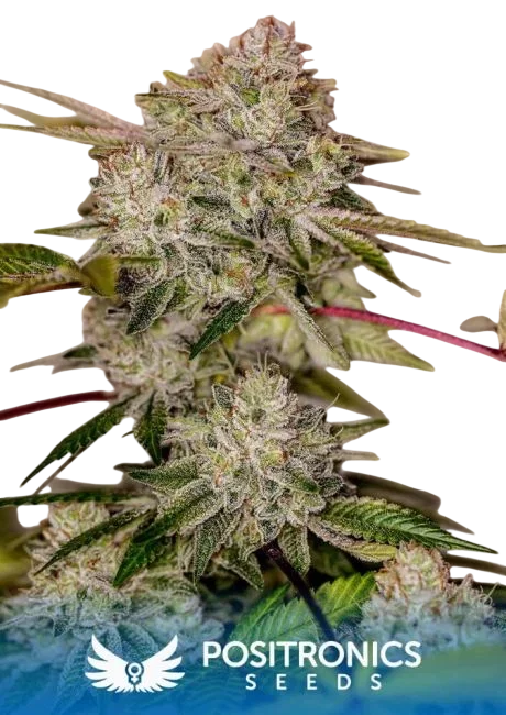 Sticky Dream – Produktansicht