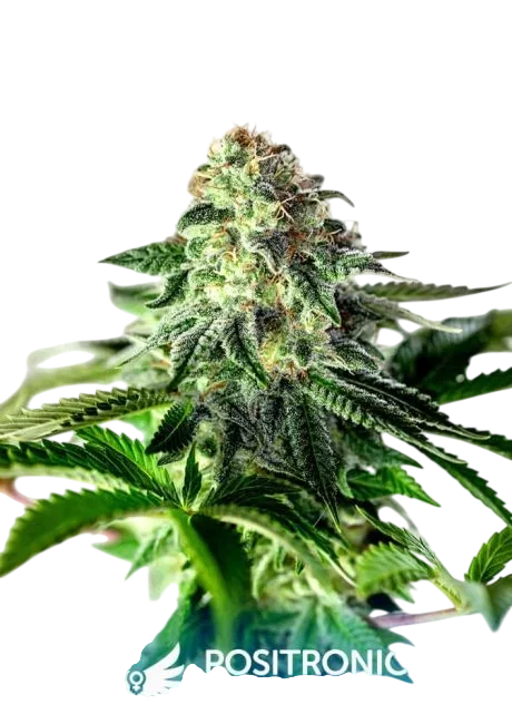 Sticky Dream Express Auto – Produktansicht