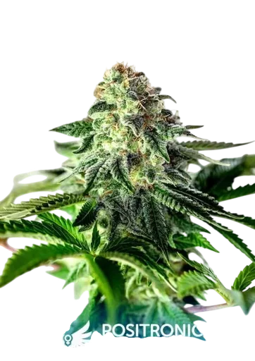 Sticky Dream Express Auto
