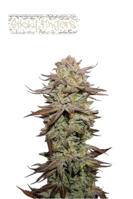 Sticky Fingers Auto – Produktansicht