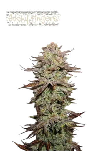 Sticky Fingers Auto