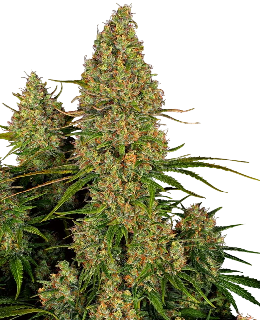 Sticky Orange XXL Auto – Produktansicht