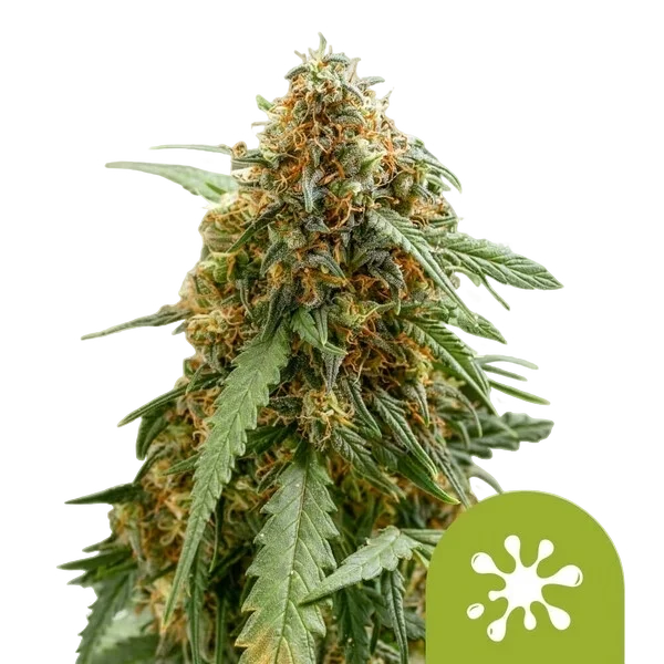 Sticky Queen Auto – Produktansicht