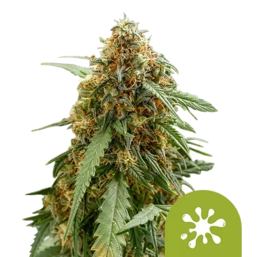 Sticky Queen Auto