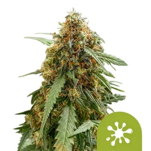 Sticky Queen Auto