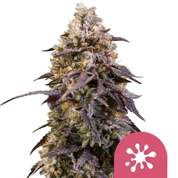 Sticky Queen – Produktansicht