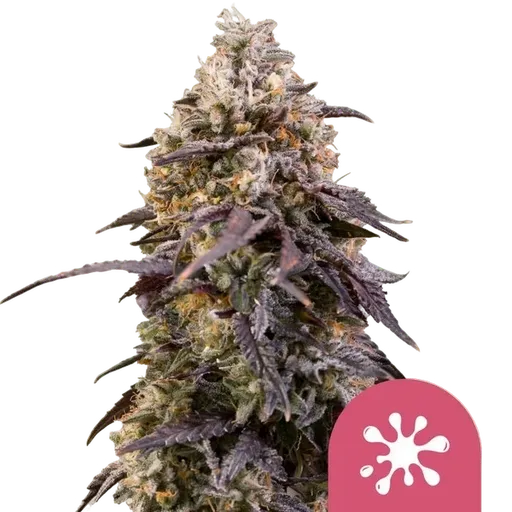 Sticky Queen