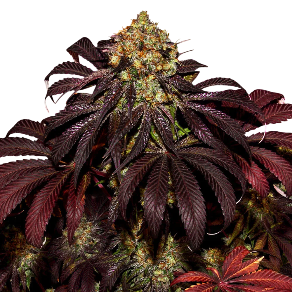 Stracciatella (Dos Si Dos x SBC) | PHOTOFEM | T.H. Seeds