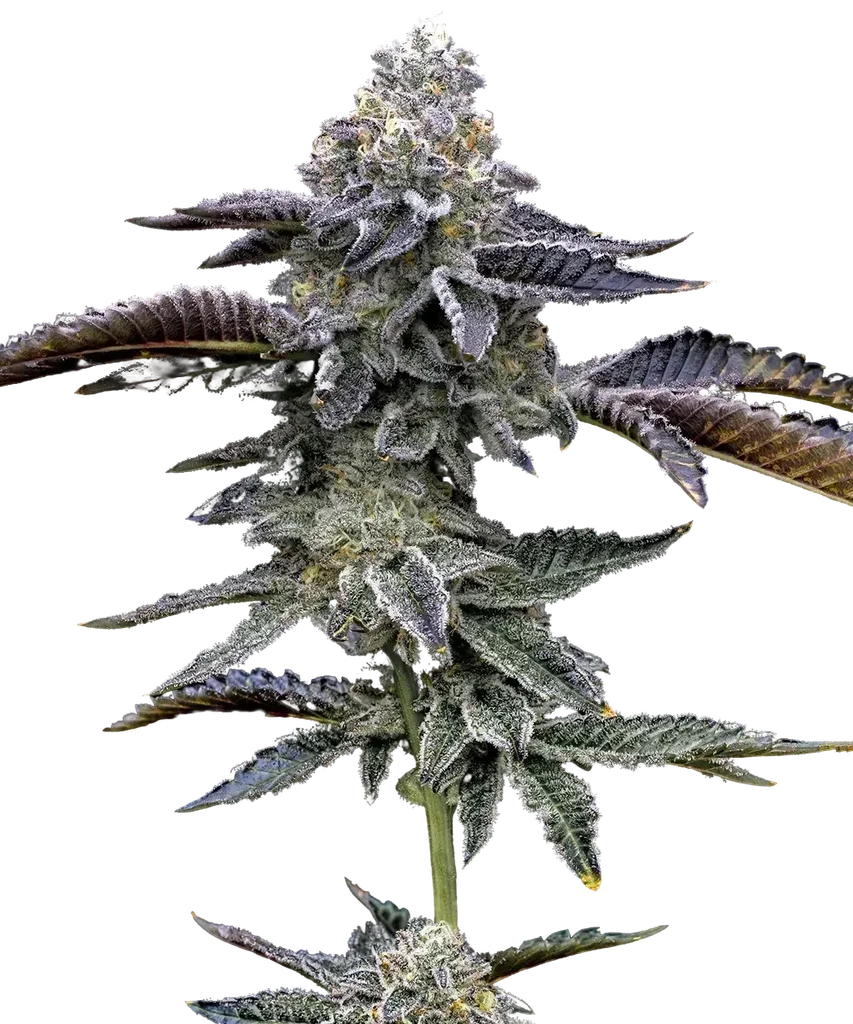 Blue Dream Auto – Produktansicht