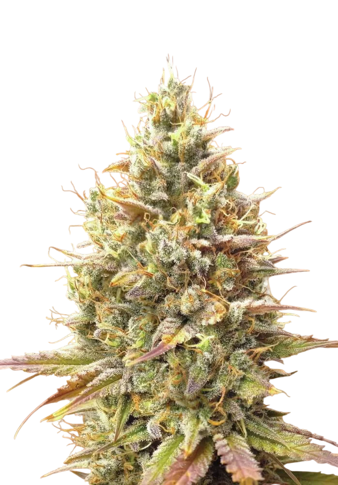 Strawberry Banana Auto | AUTOFEM | Advanced Seeds