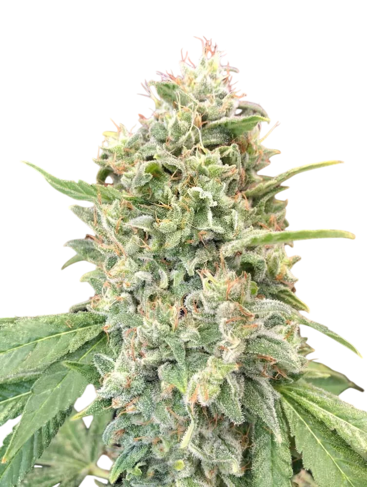 Strawberry Banana – Produktansicht
