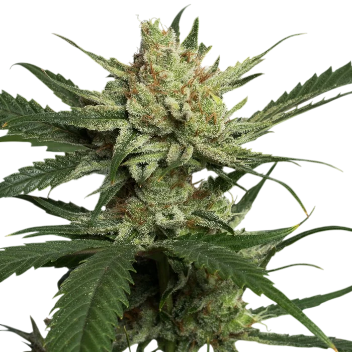 Strawberry Banana – Produktansicht