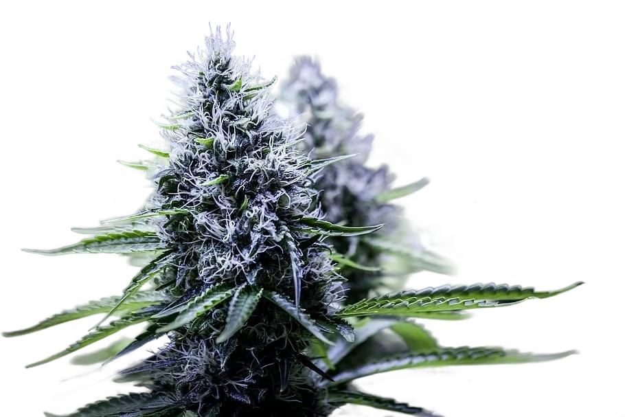 Blue Dream – Produktansicht