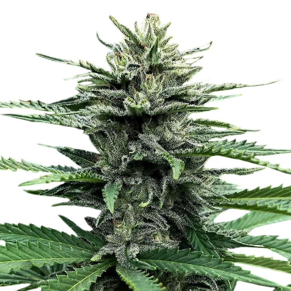 Strawberry Banana Auto – Produktansicht